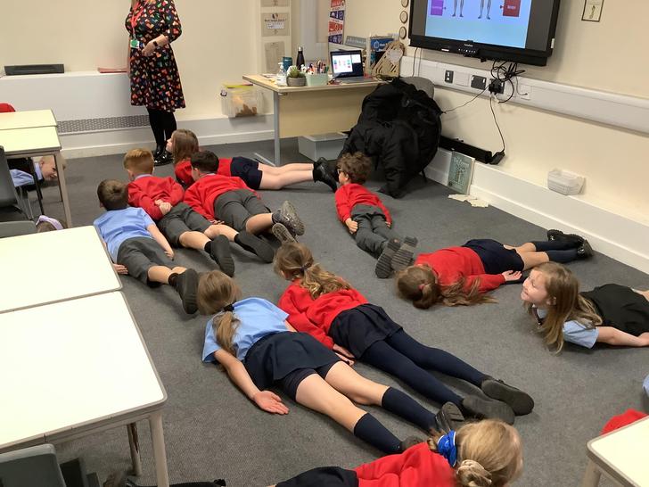 Animals including animals- Understanding how muscles work-Dyslexia friendly learning. 💪